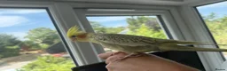 Cockatiels birds for sale: Female Pearl Cockatiel  - Advert 2