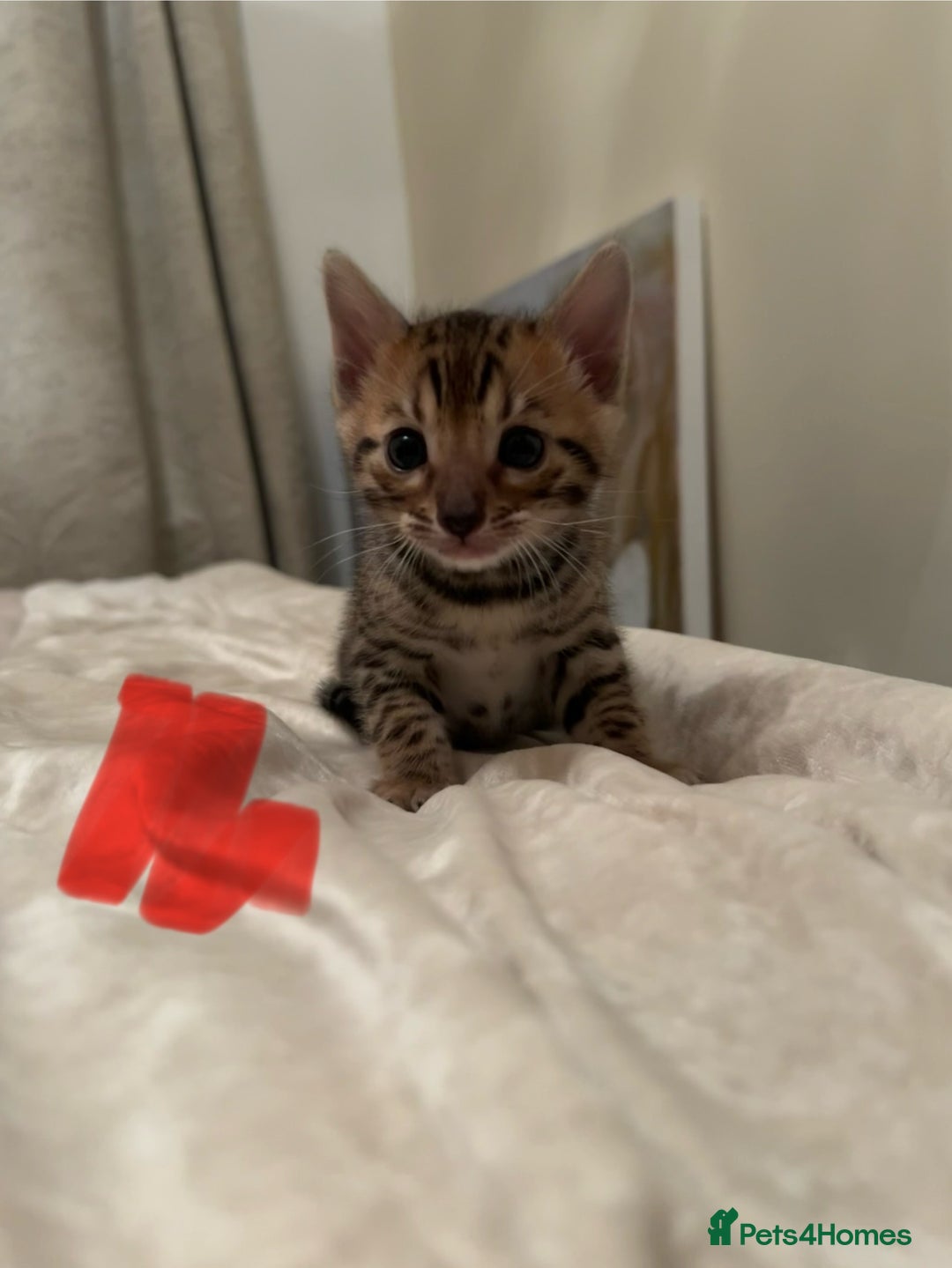 Bengal cats for sale: ❤️ Stunning Bengal Kittens for Reservation ❤️ - Advert 4