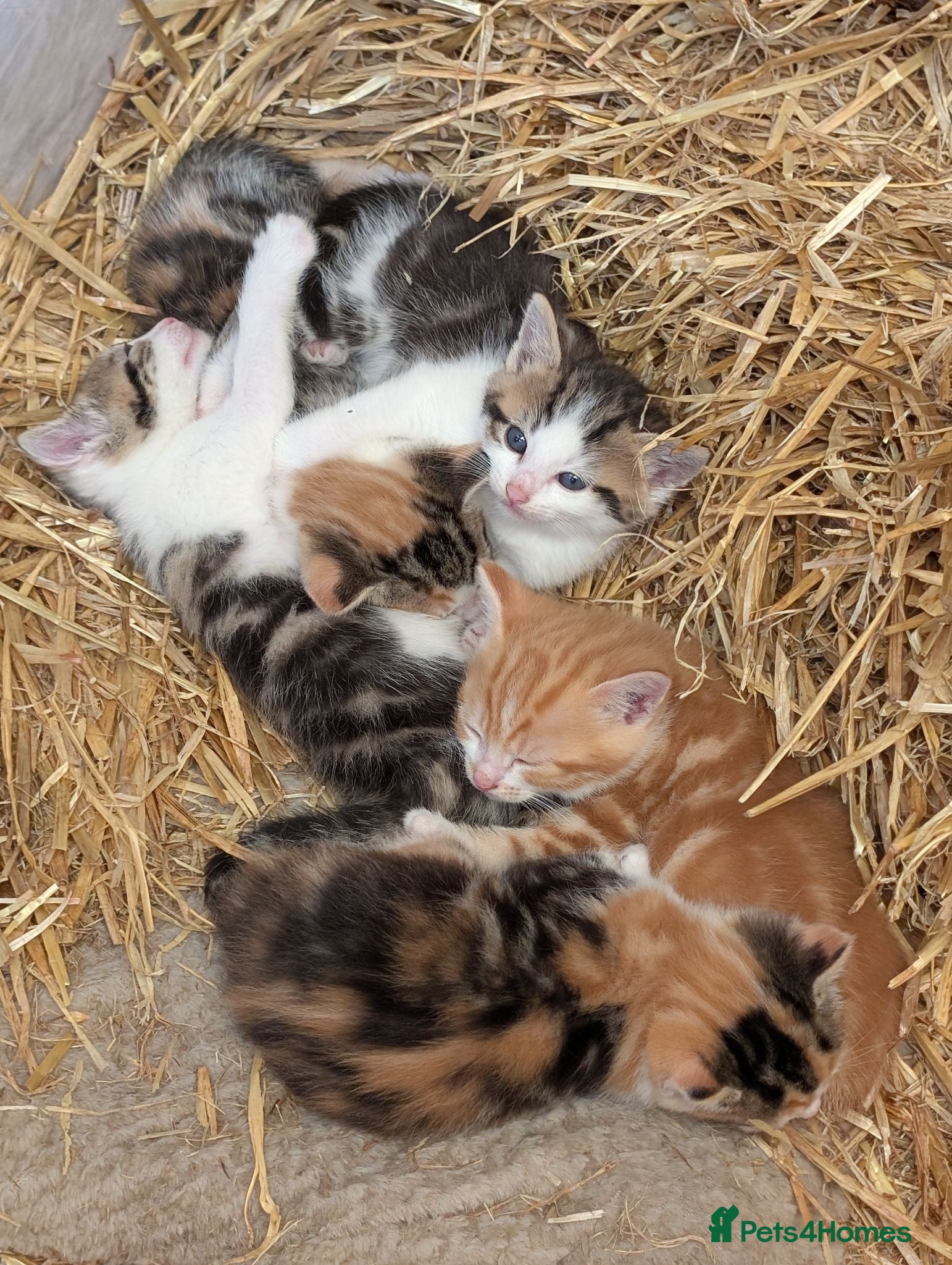 Mixed Breed cats 4x Beautiful kittens - Advert 2