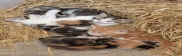 Mixed Breed cats for sale: 4x Beautiful kittens - Advert 1