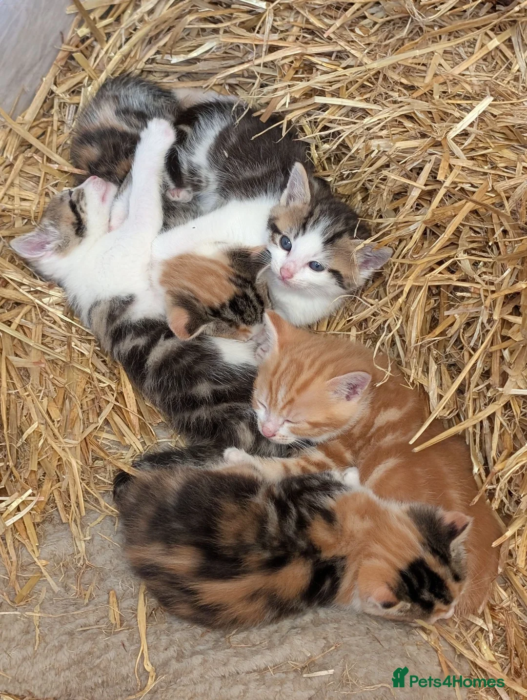 Mixed Breed cats for sale: 4x Beautiful kittens - Advert 1