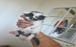 Domestic Shorthair cats for sale: Kittens for sale - Image 13