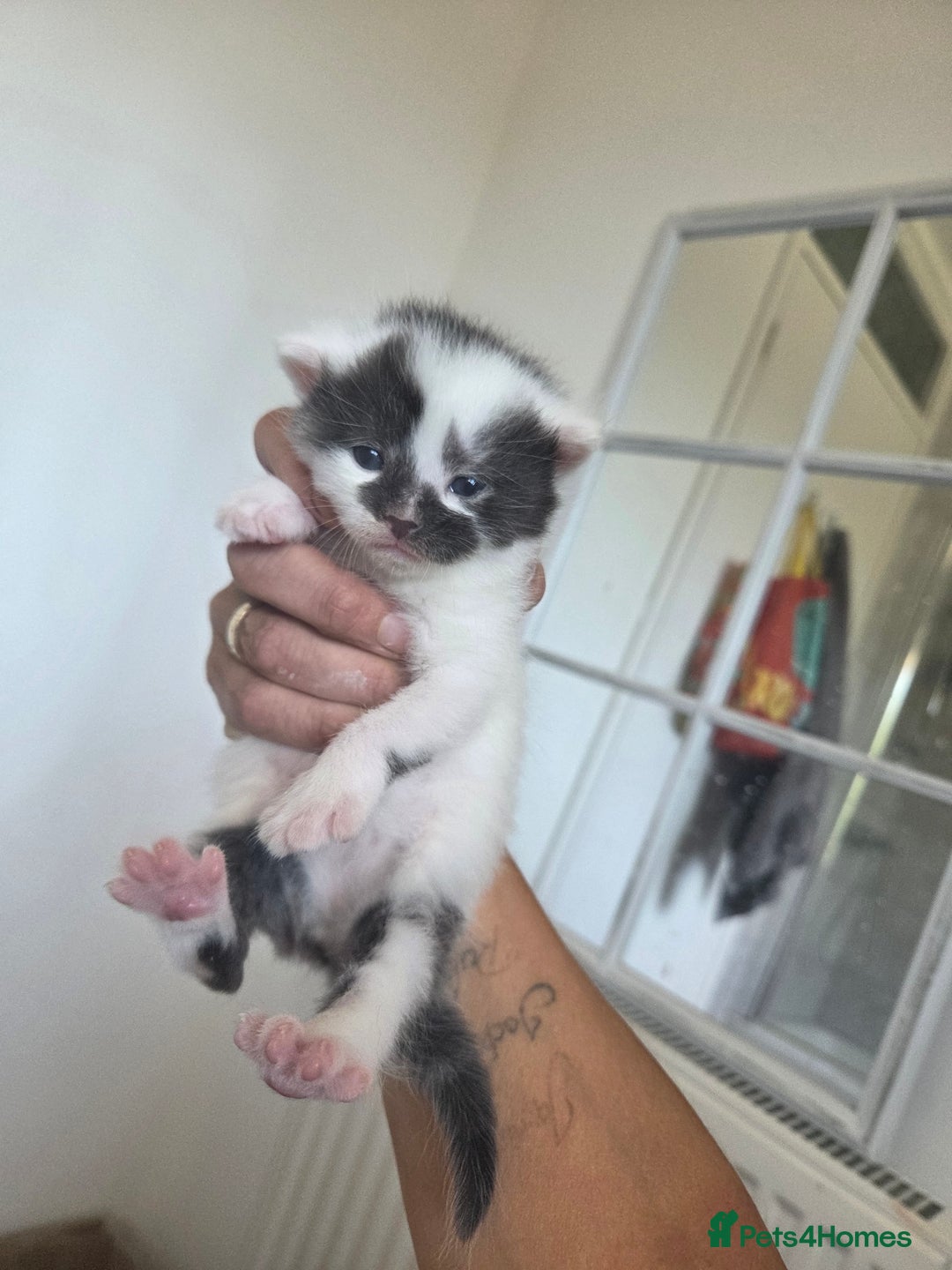 Domestic Shorthair cats for sale: Kittens for sale - Image 13