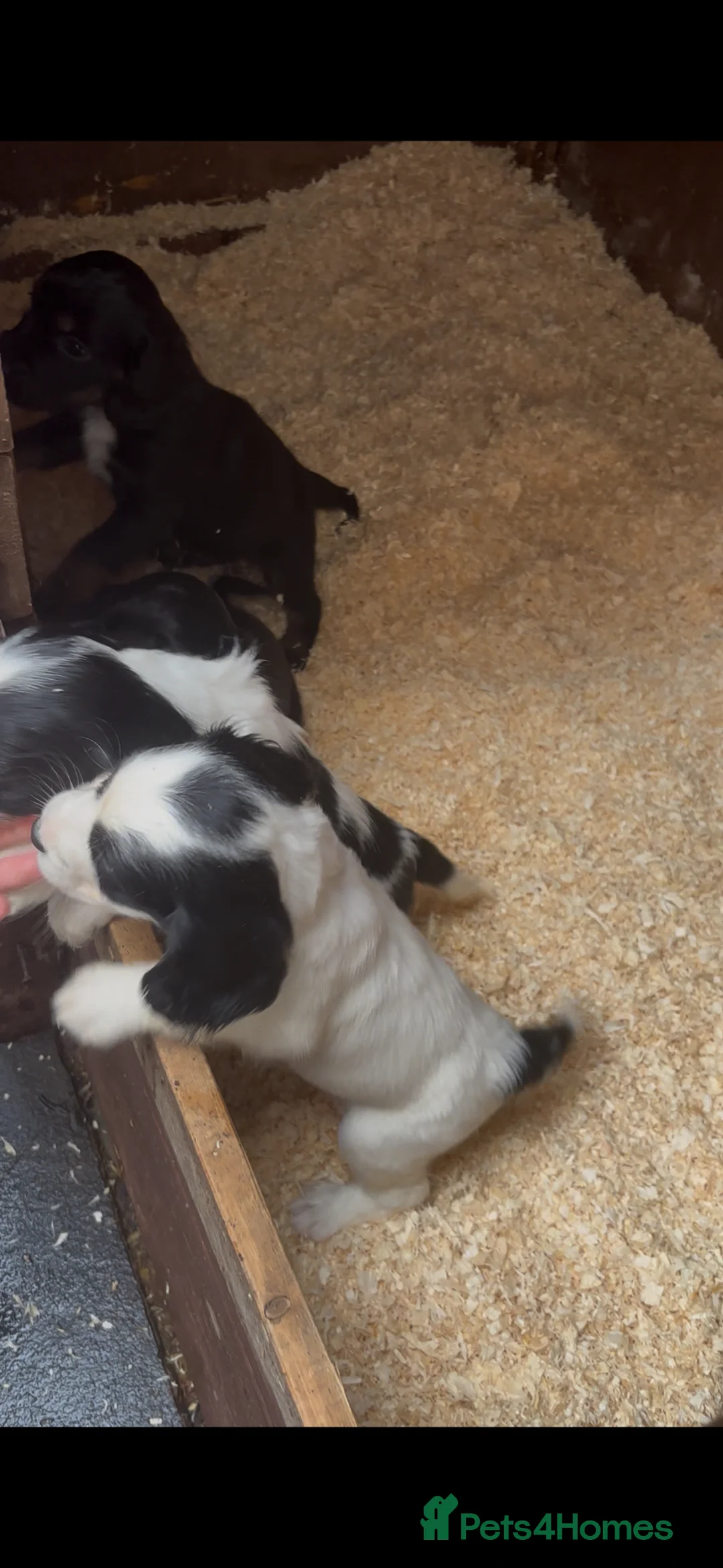 Cockapoo dogs for sale: Cockapoo puppies - Advert 2