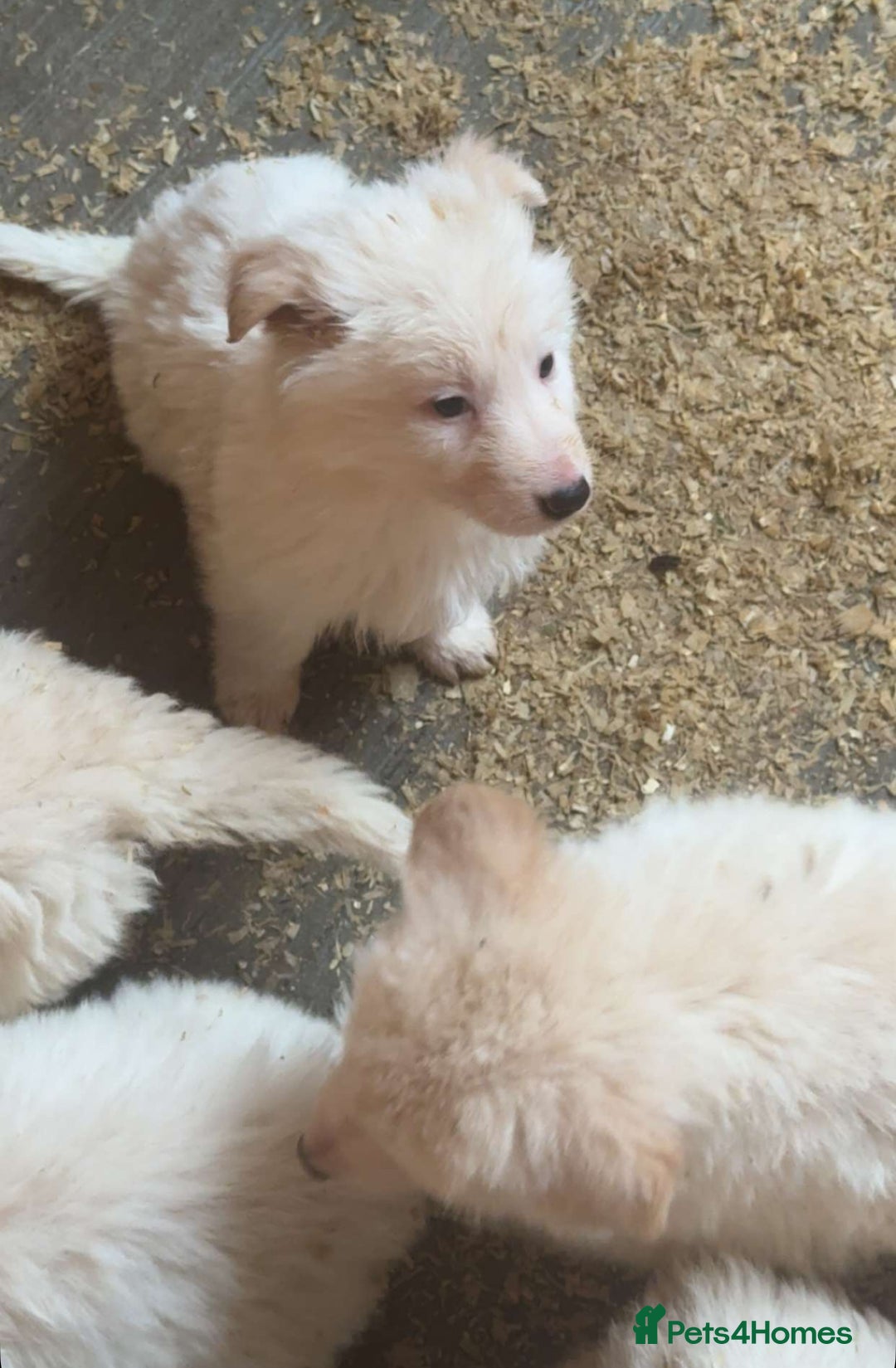 German Shepherd dogs for sale: German Shepherd puppies  - Advert 12