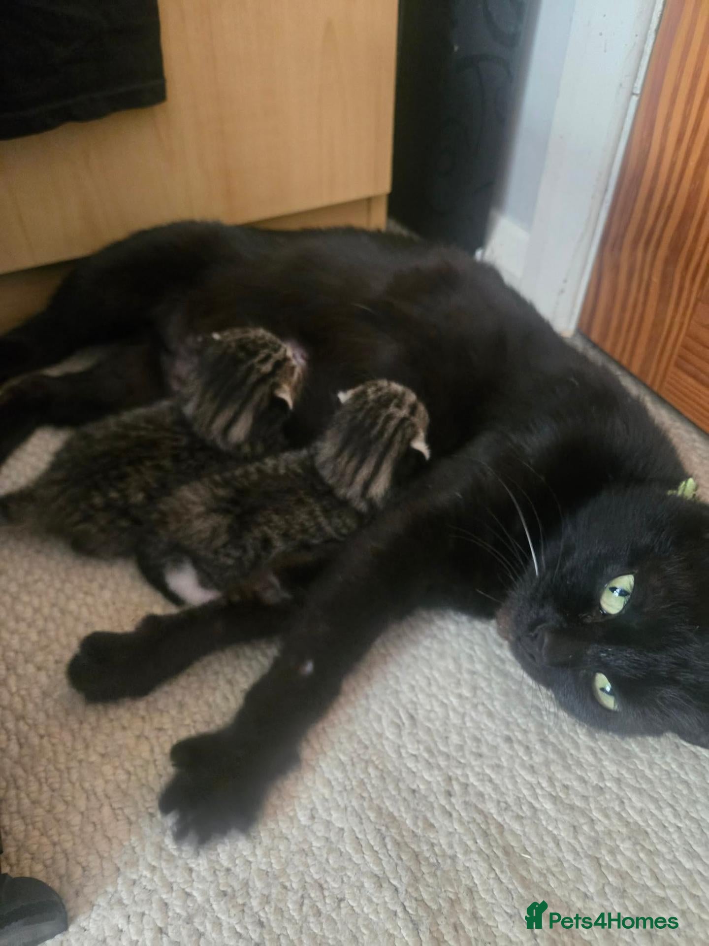 Mixed Breed cats Mixed breed Tabby kittens - Advert 1