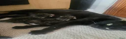 Mixed Breed cats for sale: Mixed breed Tabby kittens - Advert 1