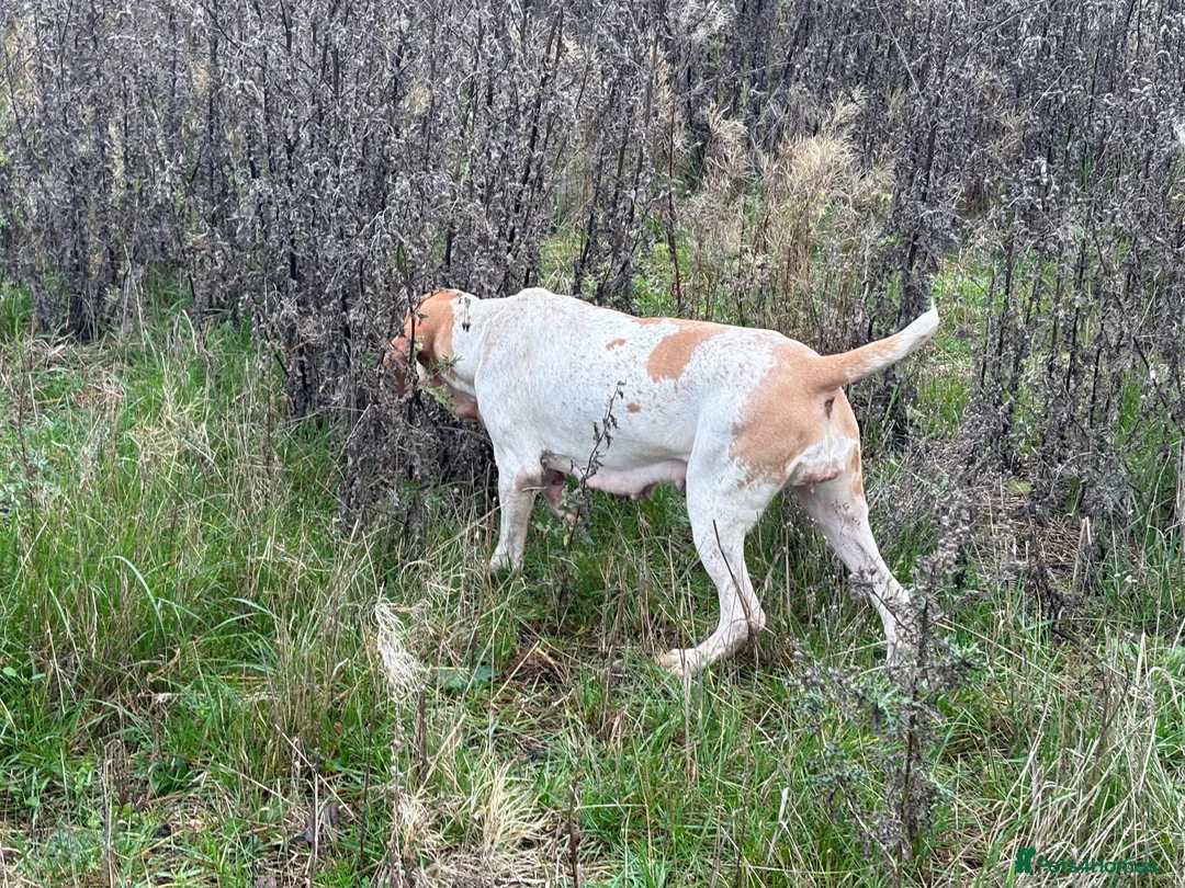 Bracco Italiano dogs for sale: Spring Litter Planned  - Advert 15