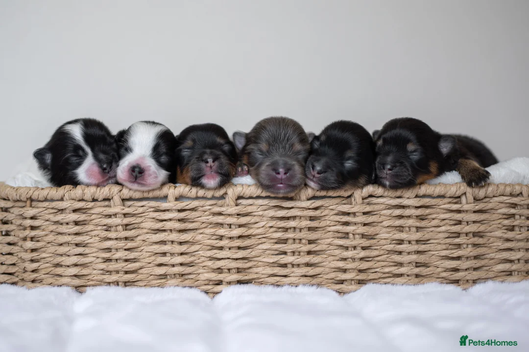 Pomeranian dogs for sale: KC Reg Pomeranians🐾Rare Colours🐾Licensed Breeder - Advert 2