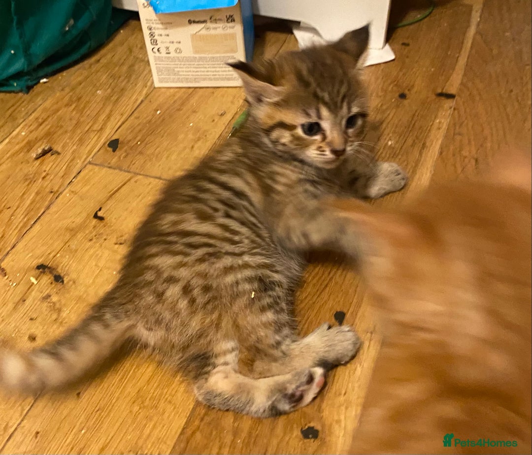 Maine Coon cats for sale: Maine Coon Cross - Advert 6