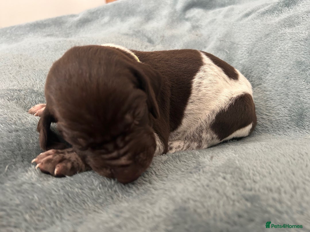 German Shorthaired Pointer dogs for sale: Pure GSP Puppies For Sale - Image 23