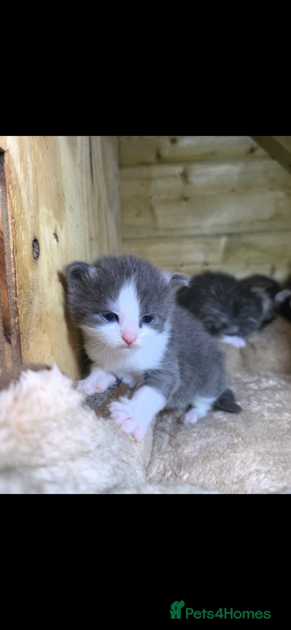 Mixed Breed cats for sale: Tabby farm kittens  - Advert 6