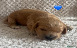 Cockapoo dogs for sale: F1b cockapoo puppies  - Image 7
