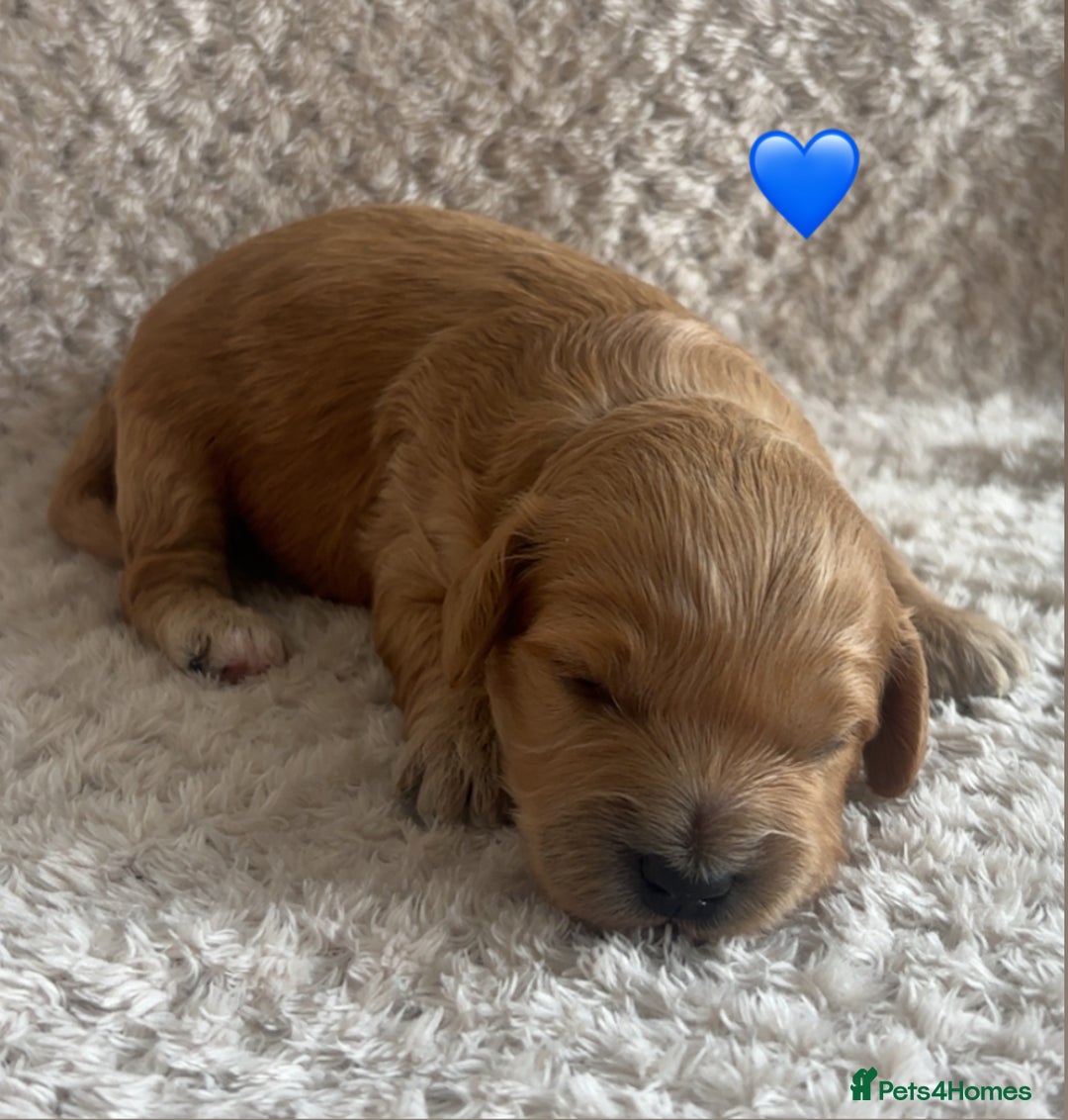 Cockapoo dogs for sale: F1b cockapoo puppies  - Image 7