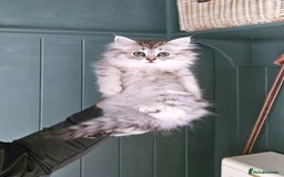Siberian cats for sale: Beautiful Rare Pure Siberian Kittens For Sale. - Image 4