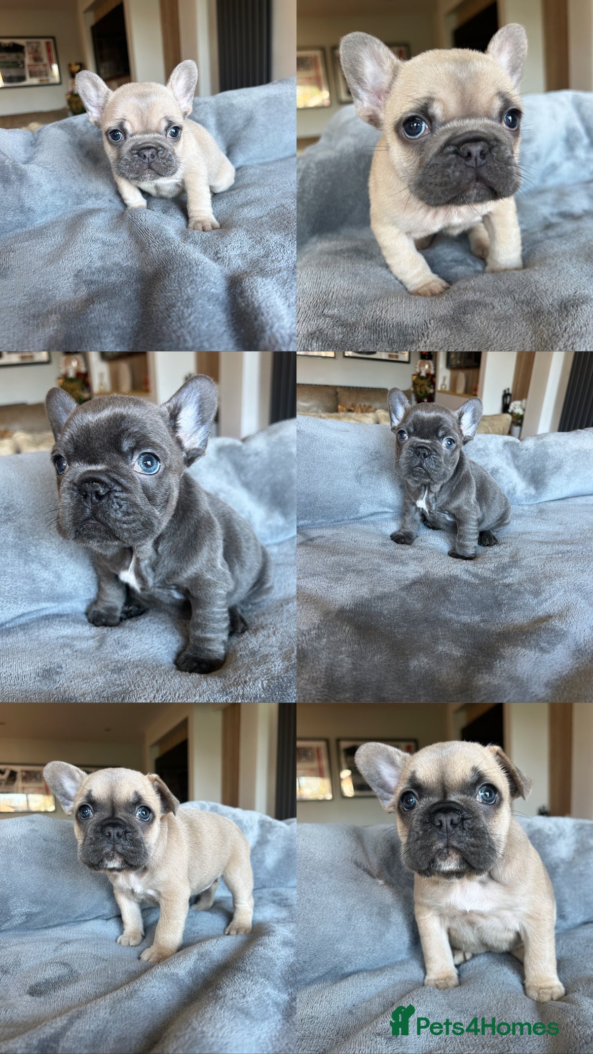 French Bulldog dogs Frenchies ⭐️ ready 24/12/2025 - Advert 1