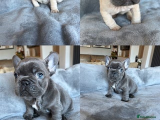 French Bulldog dogs Frenchies ⭐️ ready 24/12/2025 - Advert 9