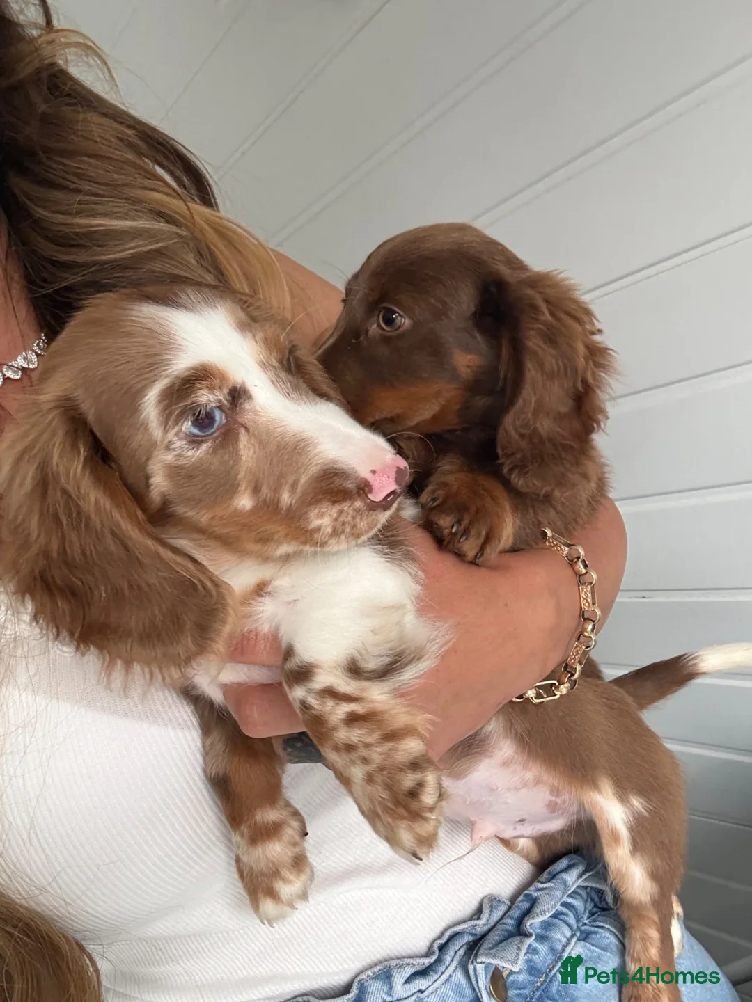 Miniature Dachshund dogs for sale: Long haired miniature Dachshund puppies - Advert 1