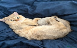 British Shorthair cats for sale: Adorable Golden British Shorthair Kitten - Image 2