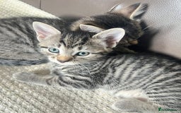 Domestic Shorthair cats for sale: For sell 3 beautifull kitten.Avalaible now Grays - Image 4
