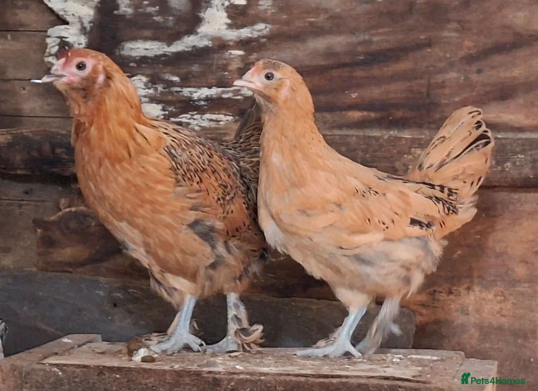 Chickens poultry for sale: Silkie cross bantam pullets  in Swansea - Advert 5
