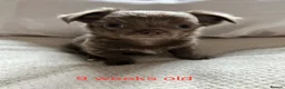 Chihuahua dogs for sale: Long-Haired Precious Tiny Chelsea Chihuahuas  - Advert 30