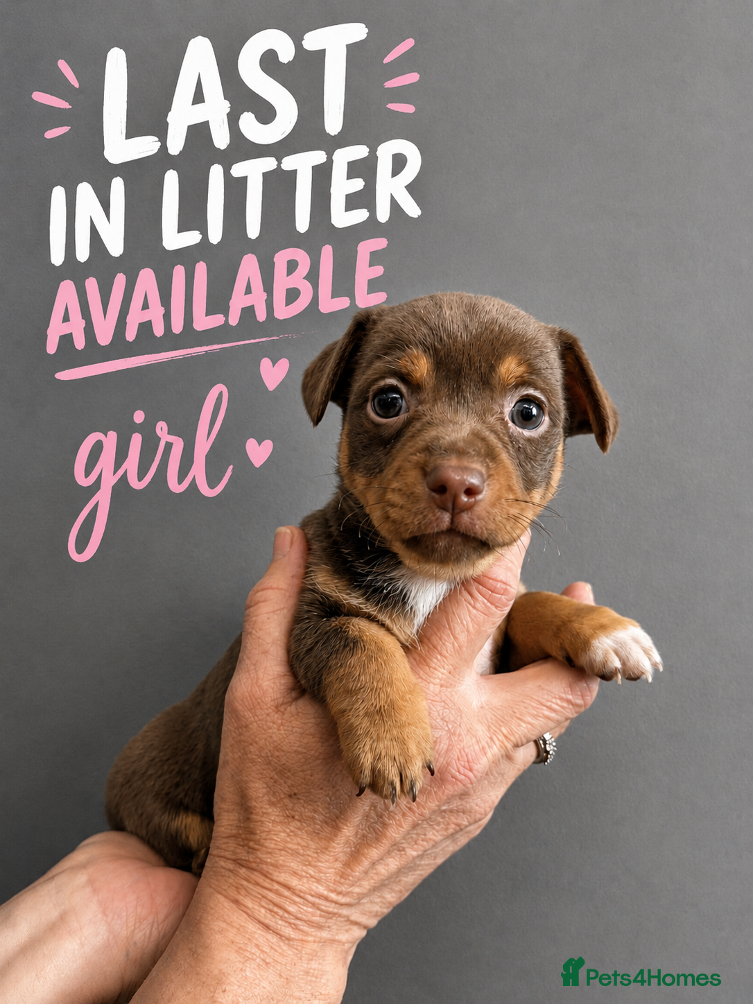 Jack Russell dogs Stunning Jack Russell Puppies (just one girl left) - Advert 20