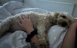 Toy Poodle dogs for sale: Toy poodles arriving soon  - Image 5