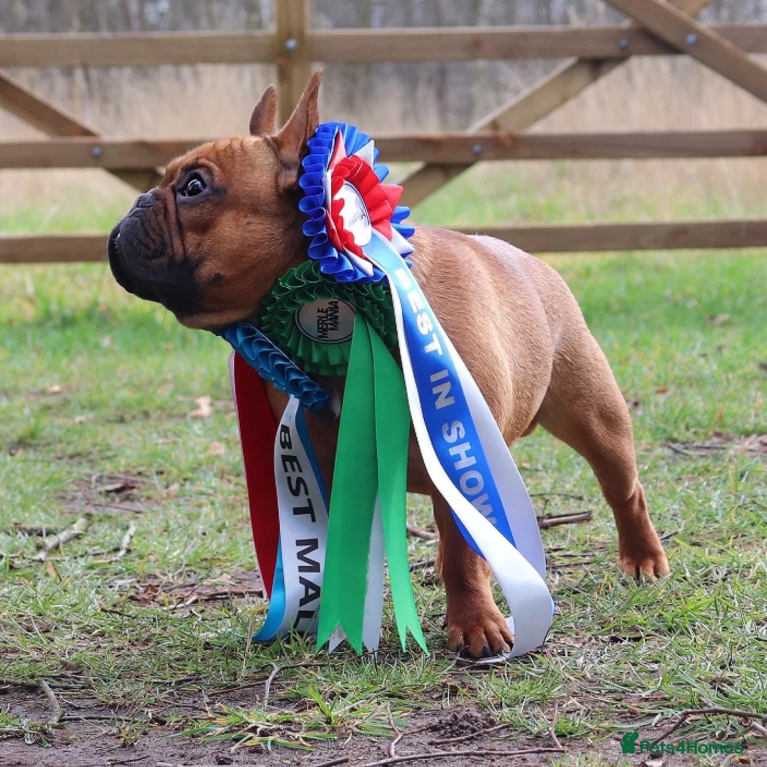 French Bulldog dogs for stud: 💥3x Ch Rocky of Empire OB UK💥FBCE Silver Tested in Doncaster - Advert 11