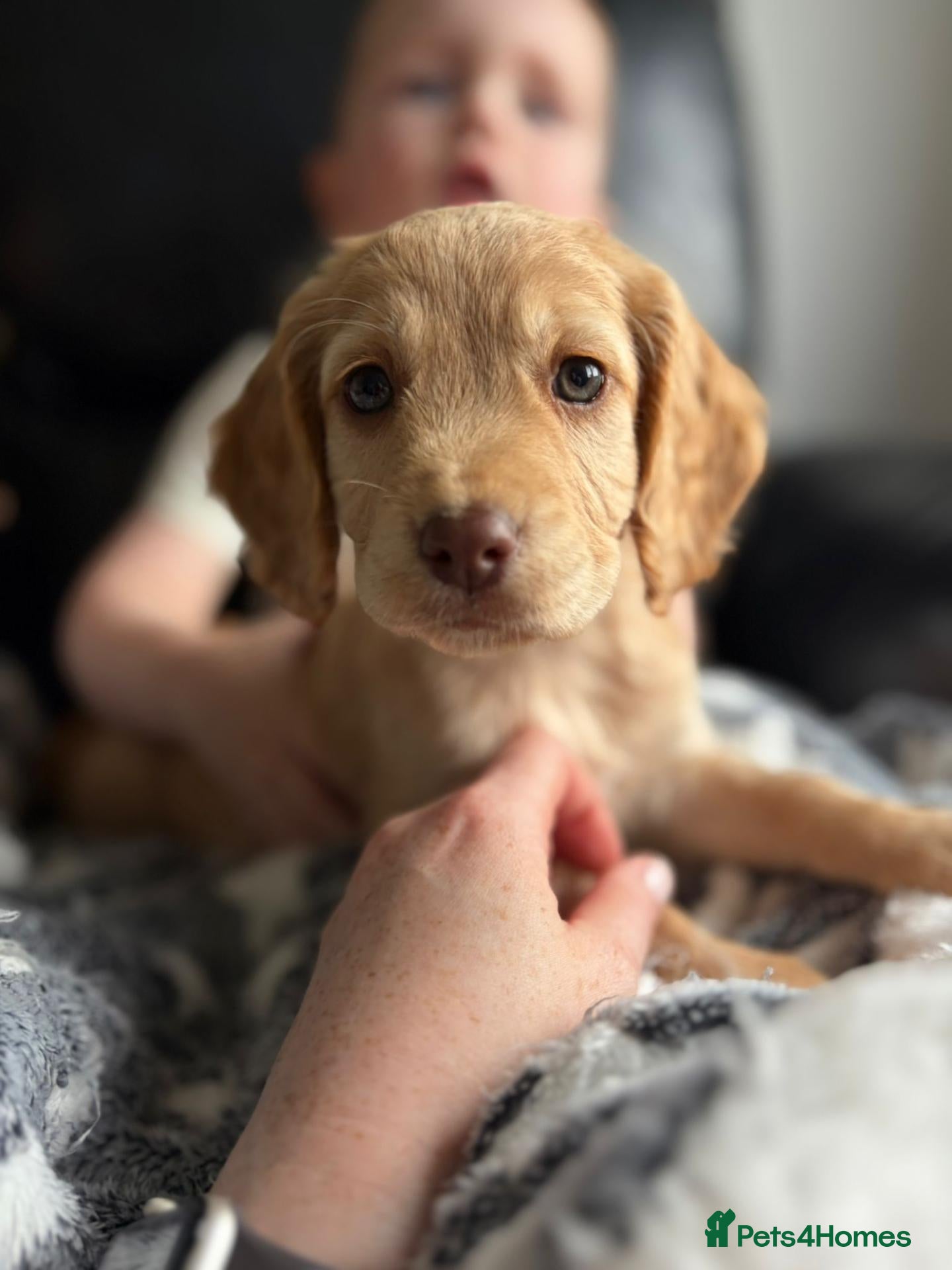 Cocker Spaniel dogs KC Register Cocker Spaniel Pups for Sale - Advert 1