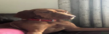 Hungarian Vizsla 6