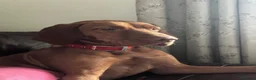 Hungarian Vizsla dogs for sale: 5* HUNGARIAN VIZSLA PUPPIES KC REGISTERED  - Advert 9