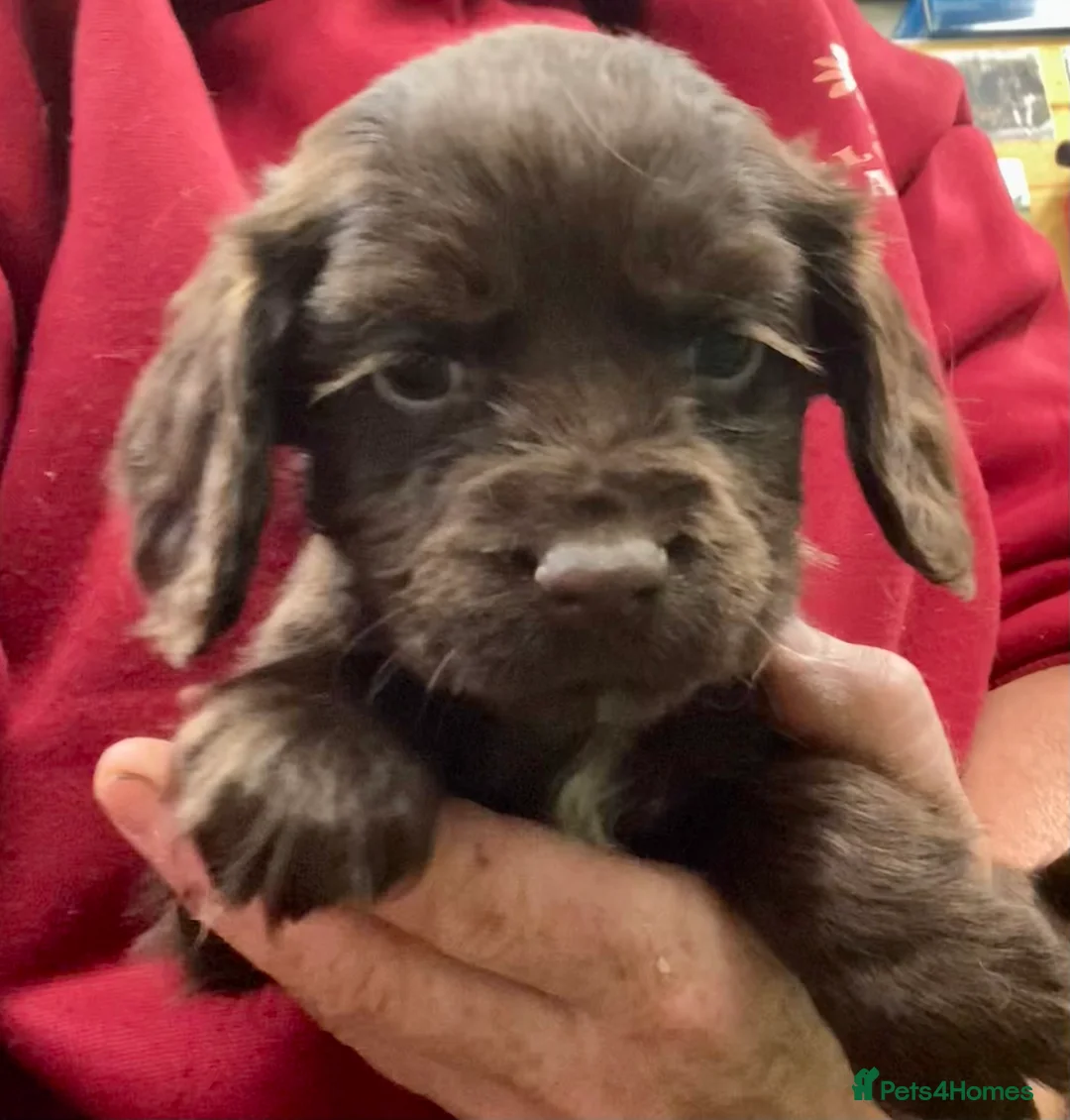 Cocker Spaniel dogs for sale: Cocker Spaniel puppies  - Advert 2