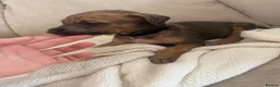 Mixed Breed dogs for sale: Bull hound puppies in London - Advert 15