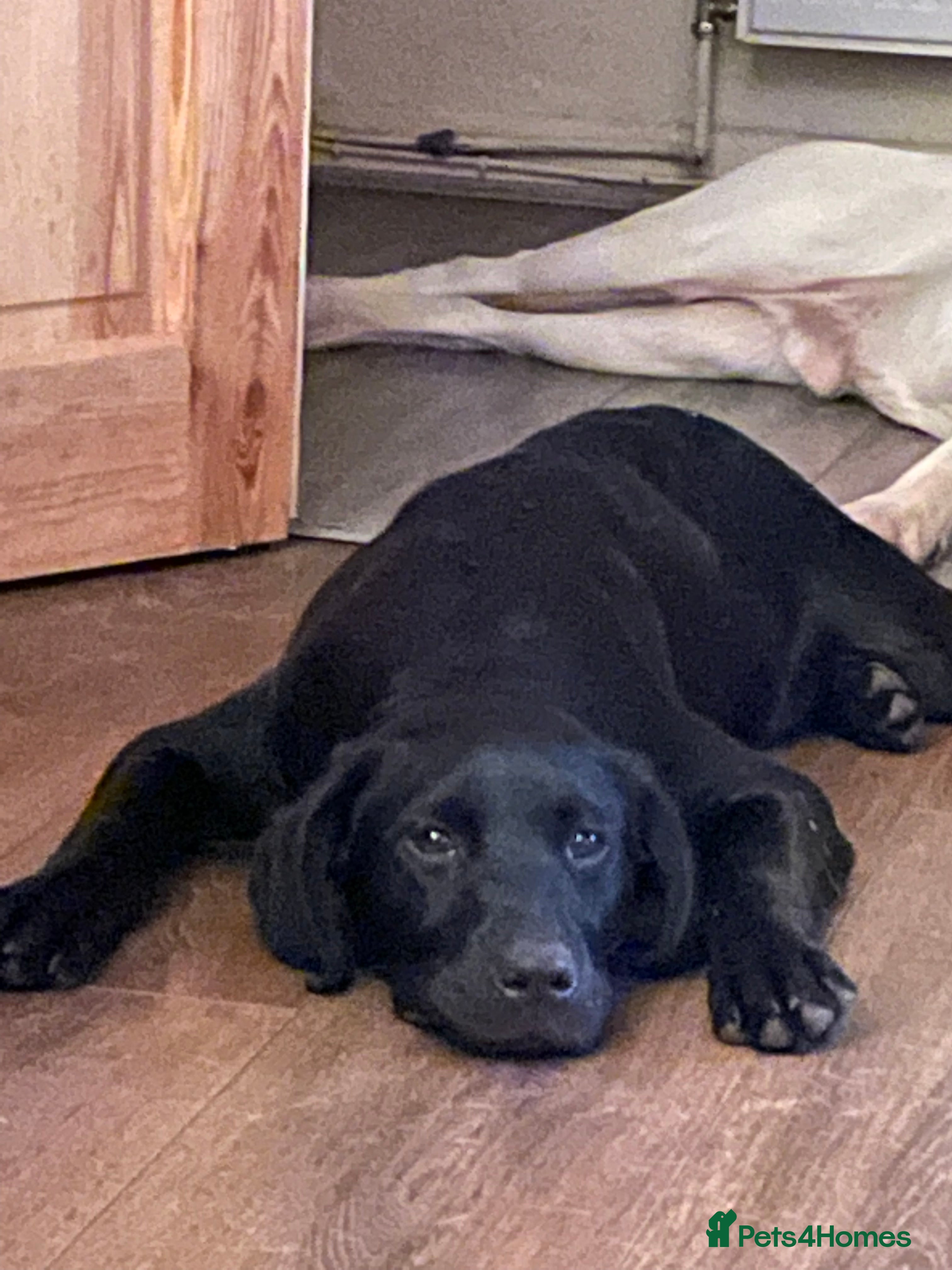 Labrador Retriever dogs Black Working Labrador Stud Dog Health Tested in Christchurch - Advert 20