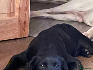 Labrador Retriever dogs in Christchurch - Advert 35