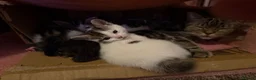 Mixed Breed cats for sale: Adorable mixed Kittens  - Advert 13
