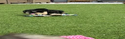 Miniature Schnauzer dogs for sale: 🐾 KC Registered Miniature Schnauzer Puppies 🐾 - Advert 11