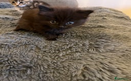 British Longhair cats for sale: Beautiful, playful kittens  - Image 5