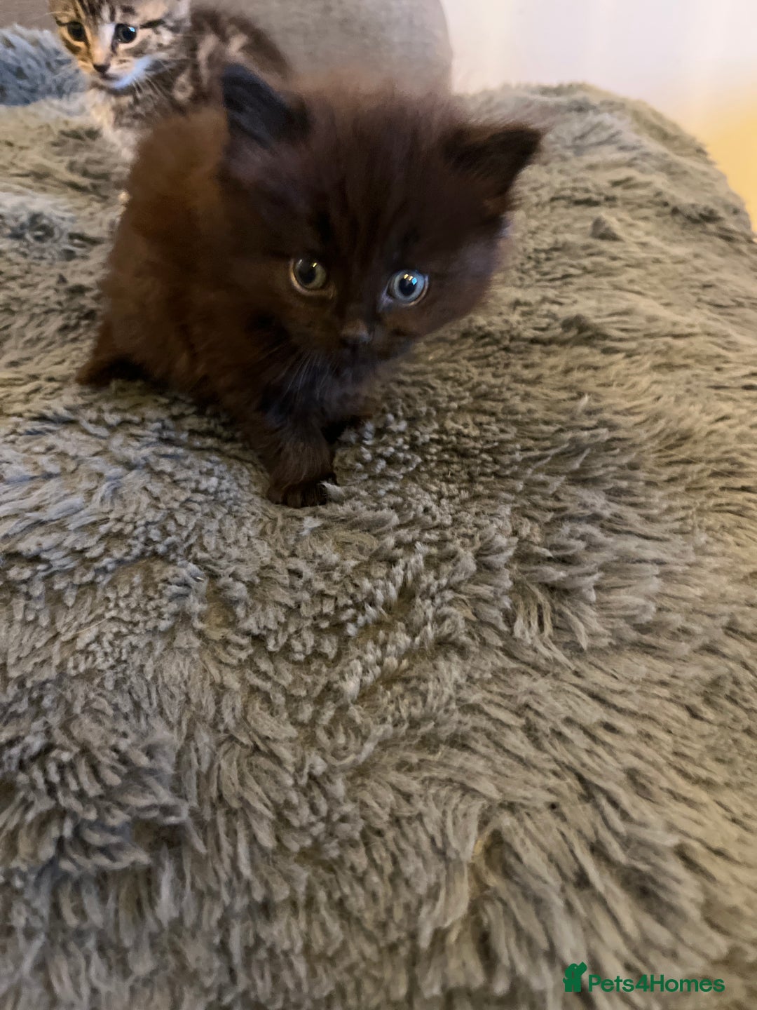 British Longhair cats for sale: Beautiful, playful kittens  - Image 5