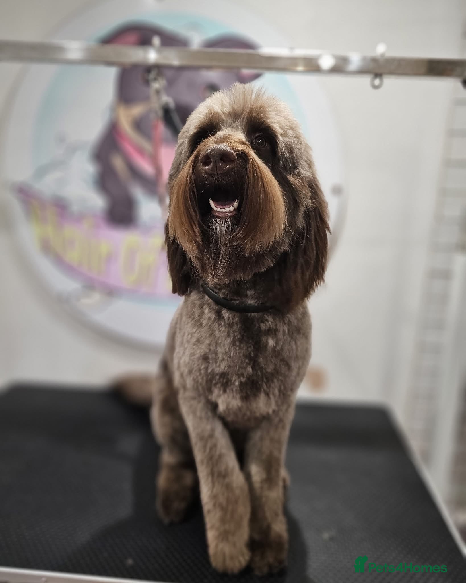 Australian Labradoodle dogs for stud: Douglas MacDoodle - Stud - Advert 3