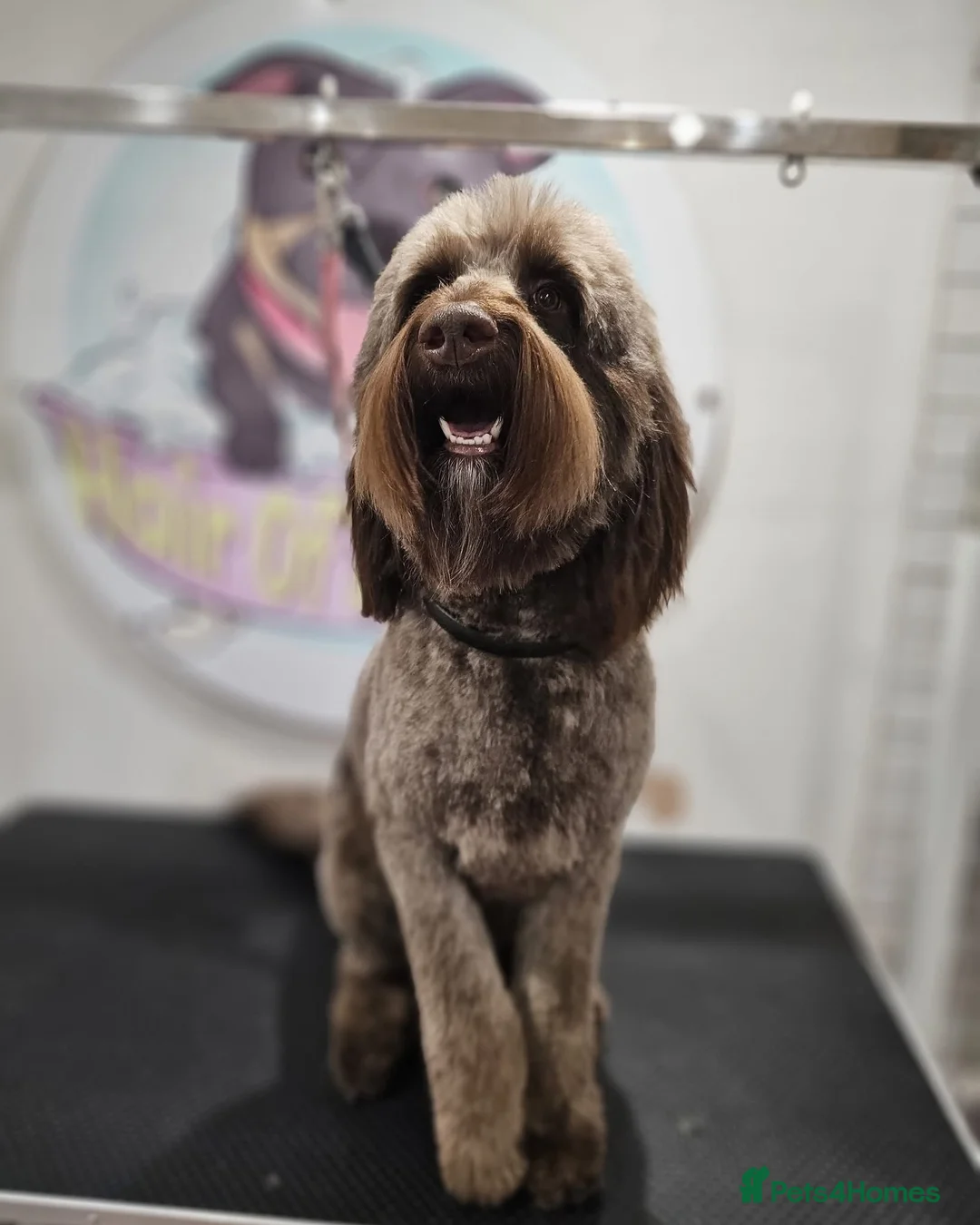 Australian Labradoodle dogs for stud: Douglas MacDoodle - Stud - Advert 1
