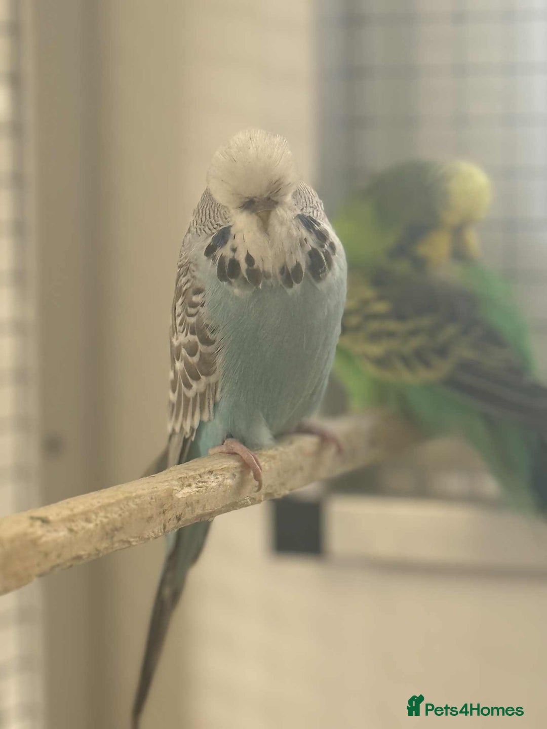 Budgerigars birds for sale: Selection of budgies available  - Advert 3