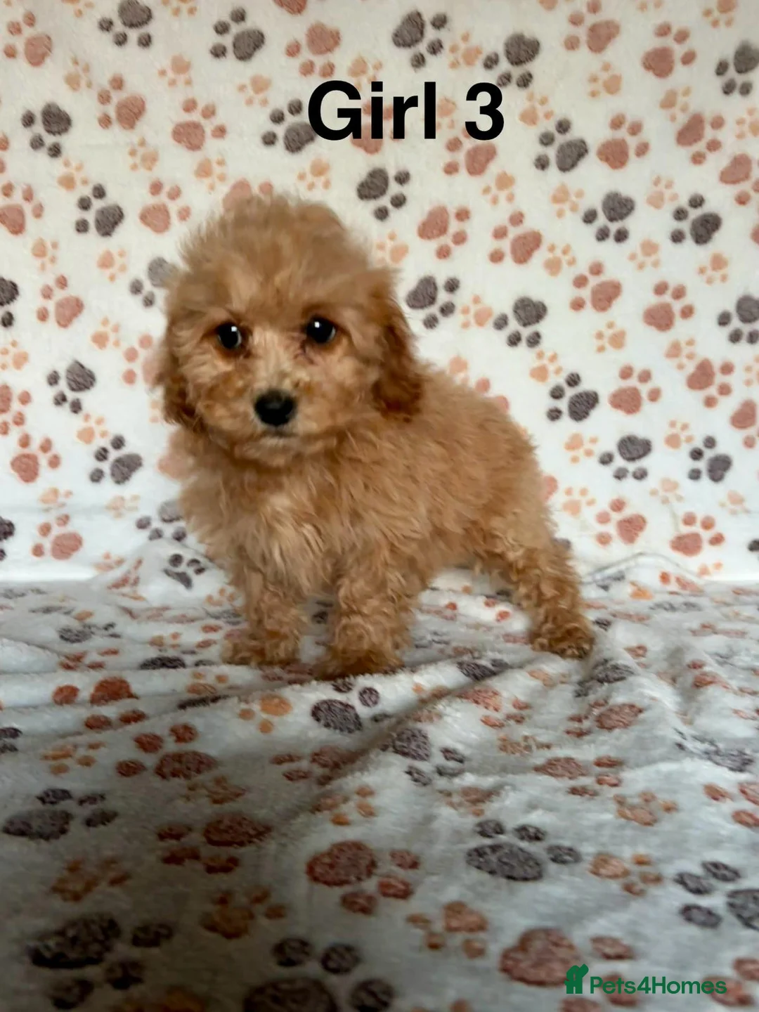 Cavapoo dogs for sale: Beautiful red Cavapoos  in Sheerness - Advert 16