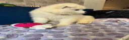 Samoyed dogs for sale: 🐾puppies are ready for new happy homes🐾 - Advert 10
