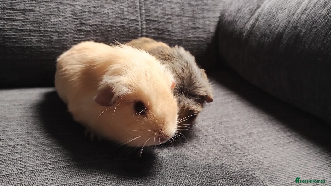 Guinea Pig rodents for sale: Cute pair boy guinea pigs  - Image 11