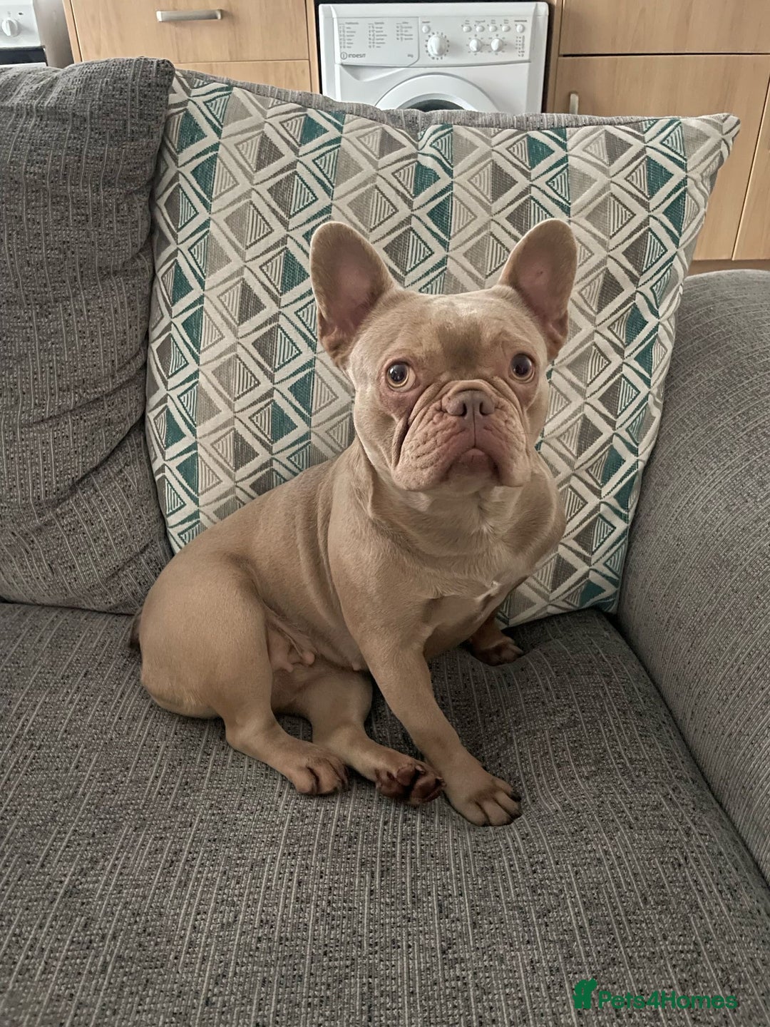 French Bulldog dogs for sale: French bull dog  - Image 3