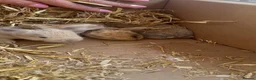 Mini Lop rabbits for sale: Beautiful mini lop bunnies  - Advert 10