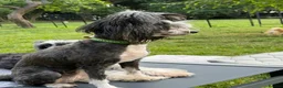 Chinese Crested dogs for adoption: TORA – Chinese Crested Dog - Advert 4