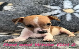Jack Russell dogs for sale: Stunning Jack Russell pups - Image 11